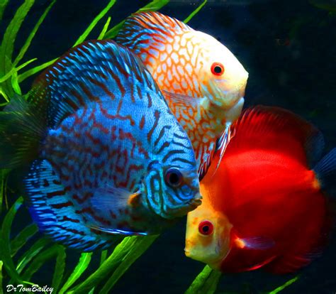 Aquarium Fish for Sale .
